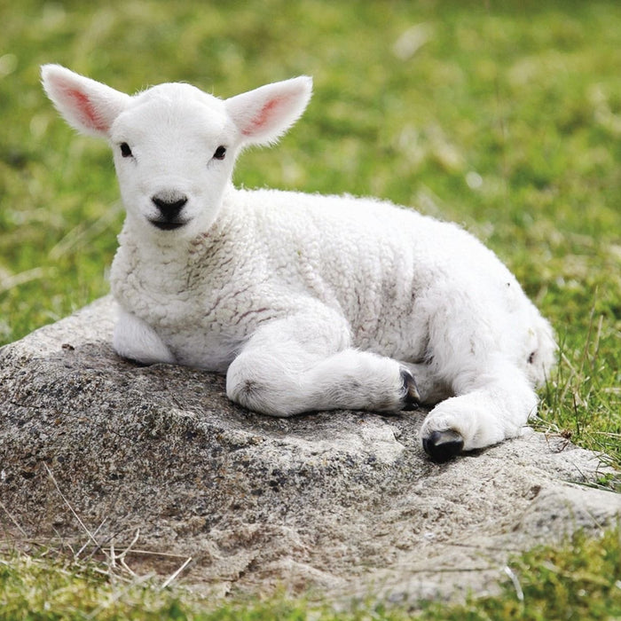 Sheep - Assurance System Producer Program