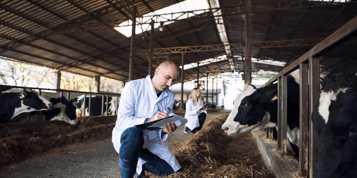 A man in a lab coat kneels beside cows, examining them in a farm setting.