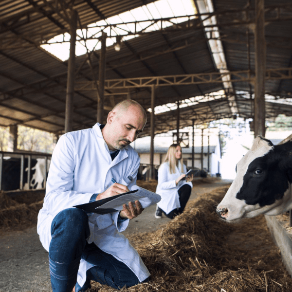 A man in a lab coat kneels beside cows, examining them in a farm setting.