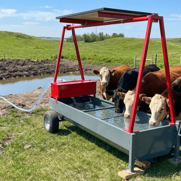 Cows drinking water from dc solar water wagon