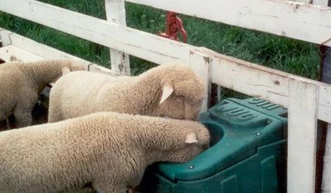 8 Essential Products to Enhance your Sheep Farm in 2022
