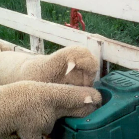 8 Essential Products to Enhance your Sheep Farm in 2022