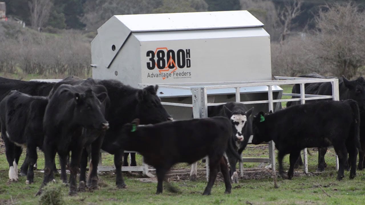 What Are the Benefits of Using Calf and Cattle Creep Feeders?