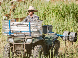 Farmer using an ATV-mounted tire wire winder to roll up portable electric fence in a pasture