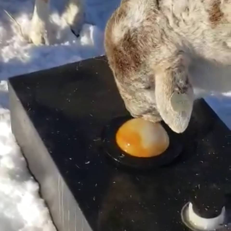 Diamond Meadows Molasses Single Ball Lick Tank — Huber Ag Equipment LTD