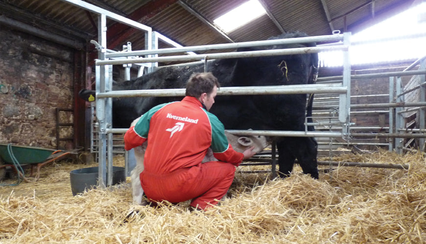 Calving Gate Large Ritchie Ritchie Calving Gate 1060G