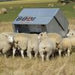 sheep creep feeder, goat creep feeder, advantage feeder